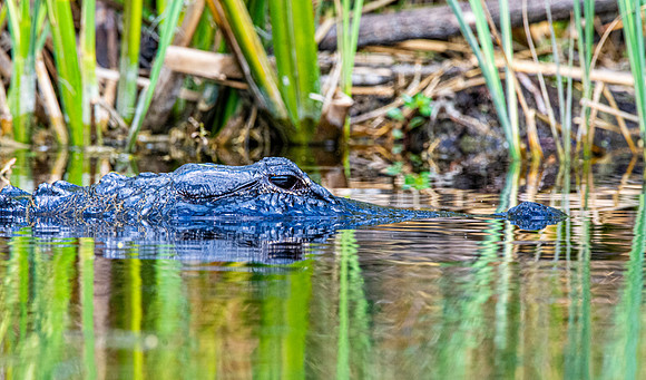 American alligator