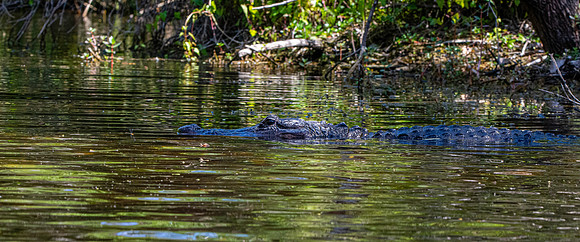 American alligator