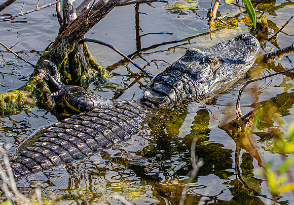 American alligator