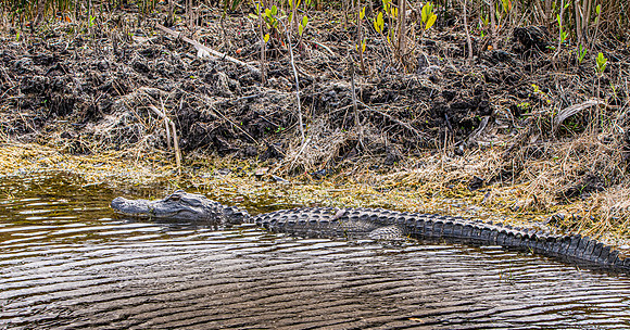 American alligator
