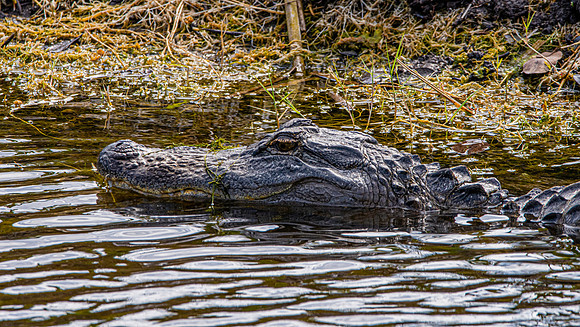 American alligator