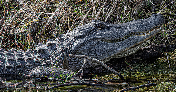 American alligator