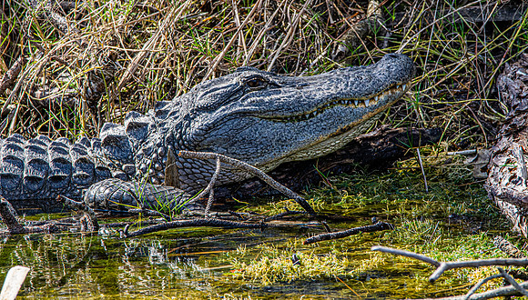 American alligator