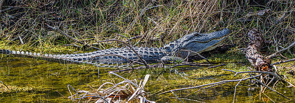 American alligator