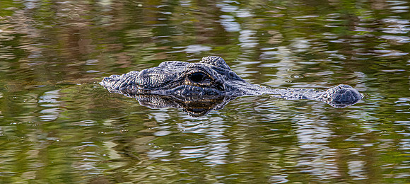 American alligator