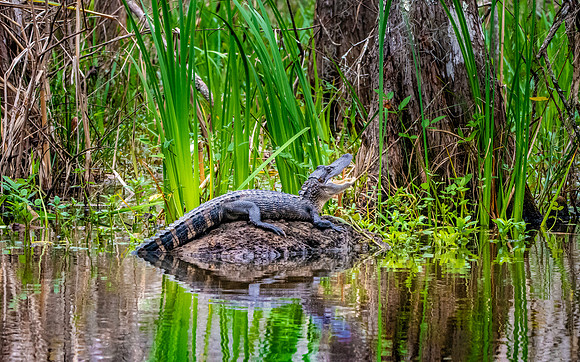 American alligator