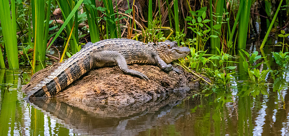 American alligator