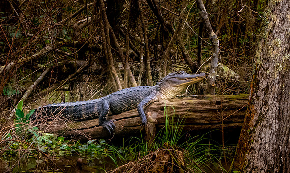 American alligator