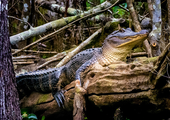 American alligator