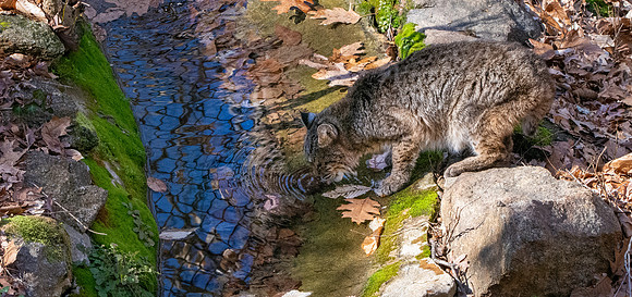 Bobcat