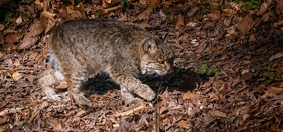 Bobcat