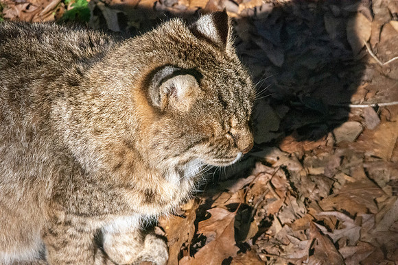 Bobcat