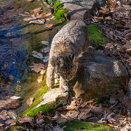 Bobcat