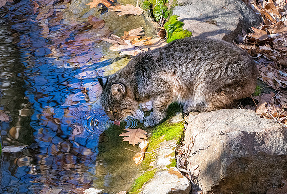 Bobcat