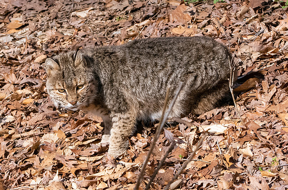 Bobcat