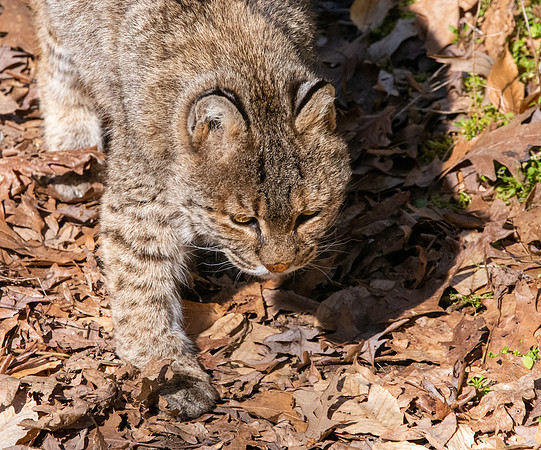 Bobcat