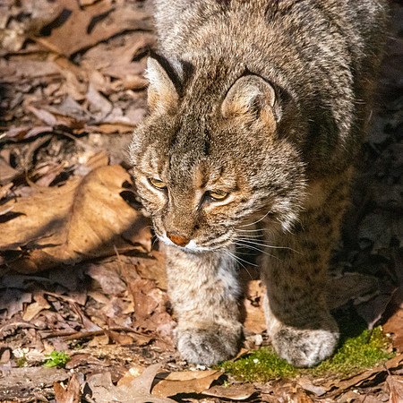 Bobcat
