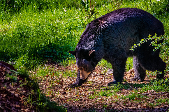 American Black bear