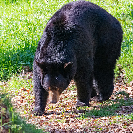 American Black bear