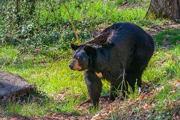 American Black bear