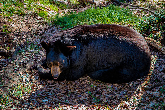 American Black bear