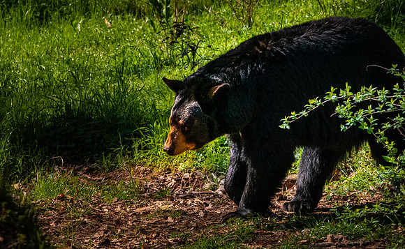 American Black bear