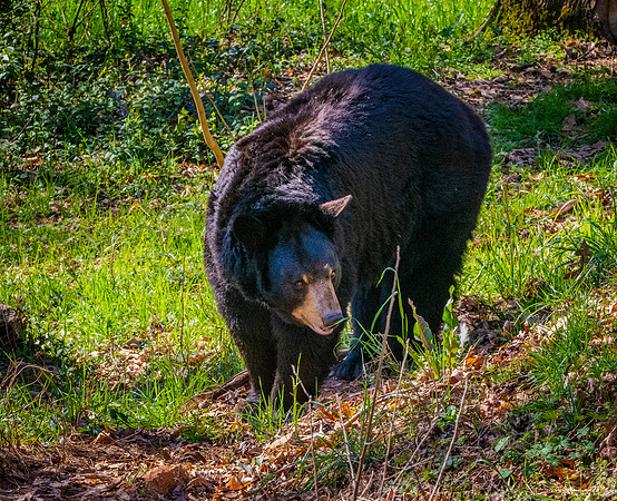 American Black bear