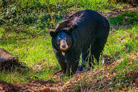 American Black bear