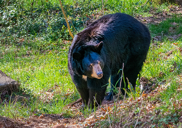American Black bear