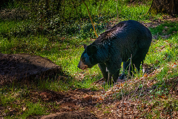 American Black bear