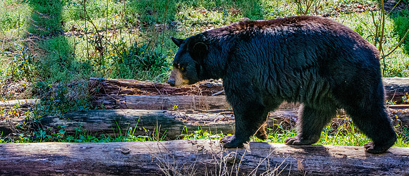 American Black bear