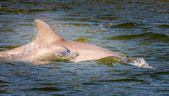 Bottlenose dolphin