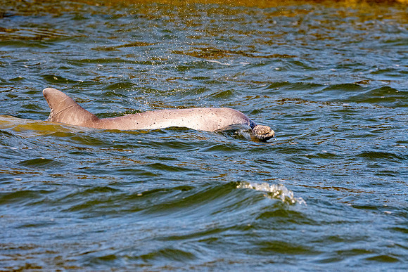 Bottlenose dolphin