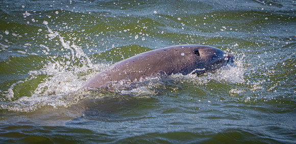 Bottlenose dolphin