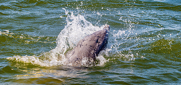 Bottlenose dolphin