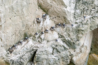 Black legged kittiwake