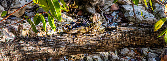 curly tailed lizard