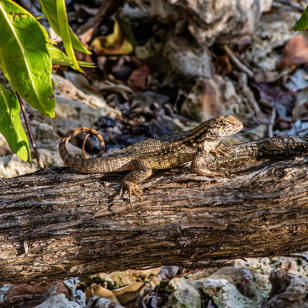 curly tailed lizard