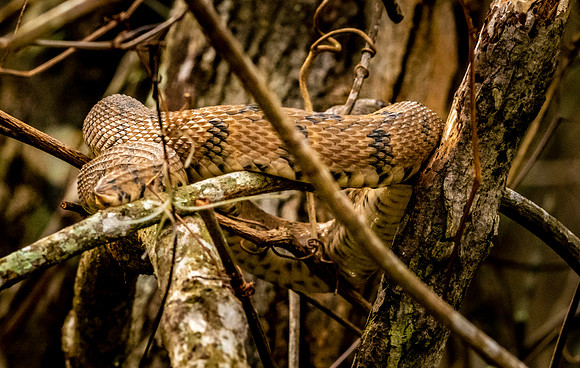 Diamondback water snake