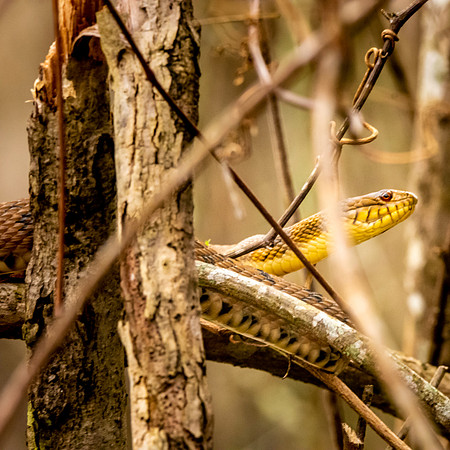 Diamondback water snake