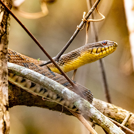 Diamondback water snake