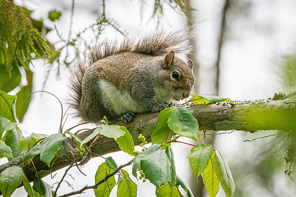 Eastern grey squirrel