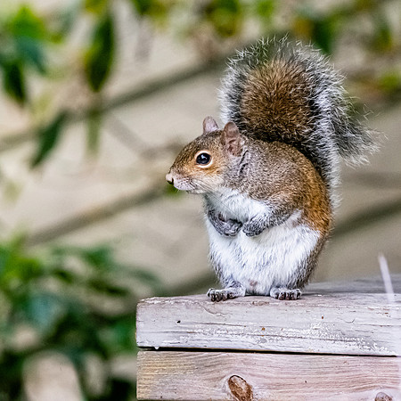 Eastern grey squirrel