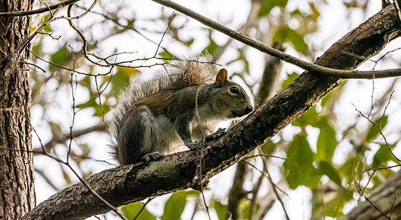 Eastern grey squirrel