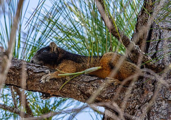 Fox squirrel