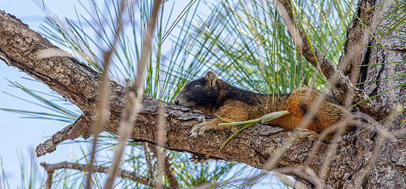 Fox squirrel