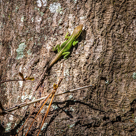 Green anole