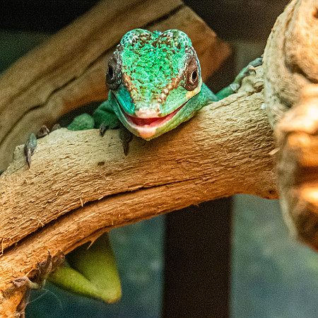Knight anole