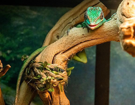 Knight anole