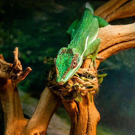 Knight anole